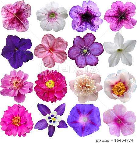 Set of colorful seasonal blooms 16404774