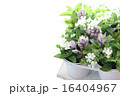 ハーブと花 16404967