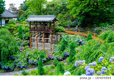 善峰寺の紫陽花 16404994