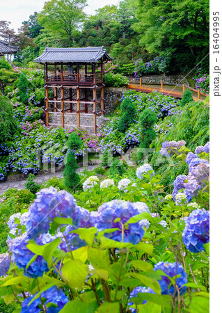 善峰寺の紫陽花 16404995