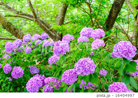 森の中のアジサイ 16404997