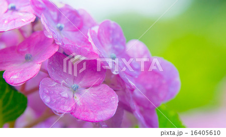 あじさい 16:9 あじさい 16:9 16405610