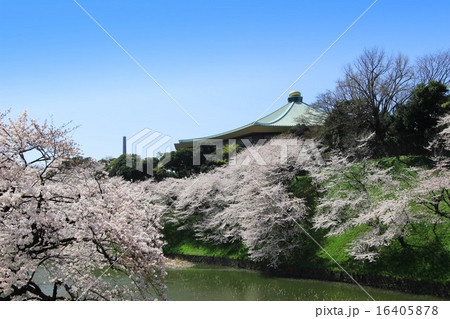 千鳥ヶ淵の桜 16405878