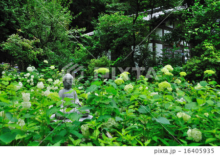 紫陽花の中で瞑想(箱根の紫陽花寺) 紫陽花の中で瞑想(箱根の紫陽花寺) 16405935