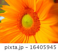 夏向日葵 16405945