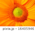 夏向日葵 16405946