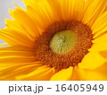 夏向日葵 16405949