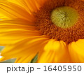 夏向日葵 16405950