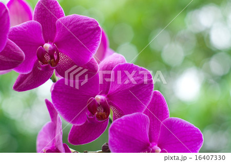 orchid 16407330