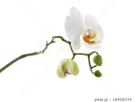 white orchid flower isolated white orchid flower isolated 16408534