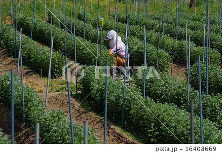 菊の栽培　切り花の栽培 16408669