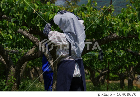 農作業の農婦　梨を栽培する農婦　梨畑の農婦 16408670