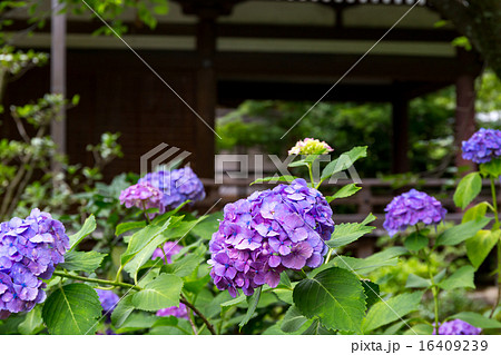 法金剛院 16409239