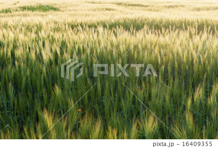 Field of barley in the warm evening sun 16409355