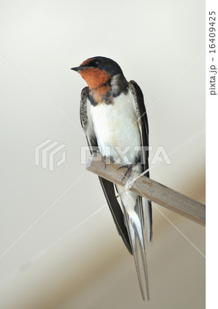 日本の燕 日本の燕 16409425