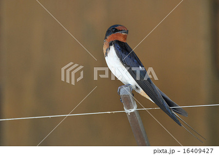 日本の燕 日本の燕 16409427