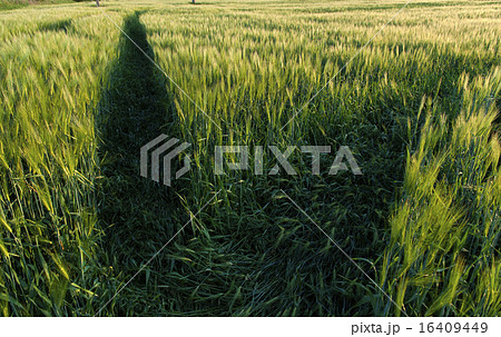 Agriculture barley grain wheat field Agriculture barley grain wheat field 16409449