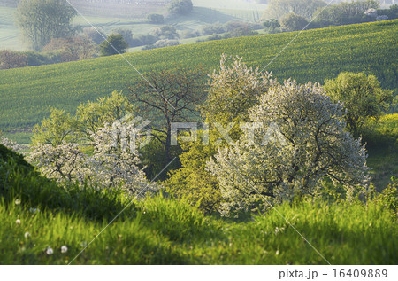 Spring Orchard 16409889