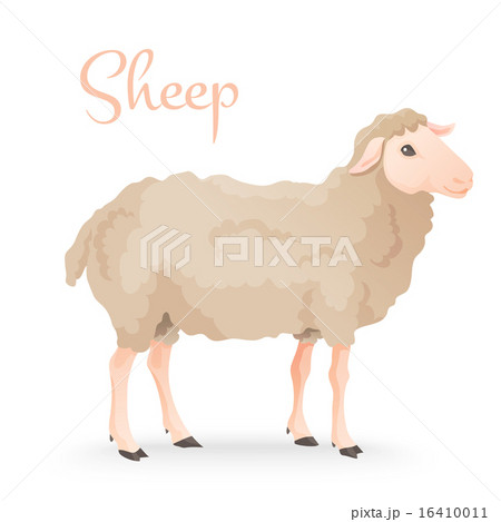 Realisic cute sheep standing on the gras with farm background 16410011