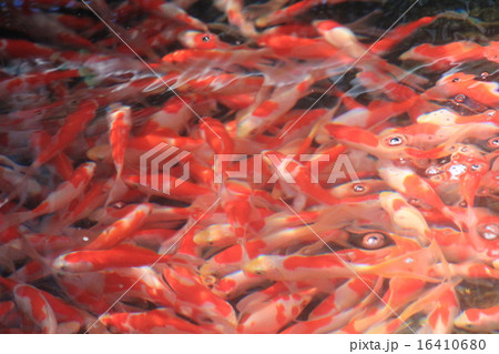 金魚の群れの写真素材