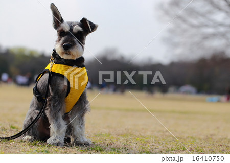 公園のシュナウザー 16410750