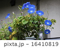 原種朝顔 16410819