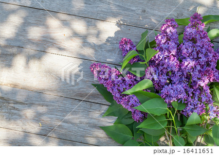 Purple lilac flowers on garden table 16411651