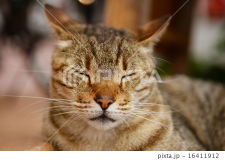 沖縄 那覇 猫 リラックス 沖縄 那覇 猫 リラックス 16411912