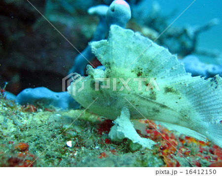Thriving coral reef alive with marine life fish Thriving coral reef alive with marine life fish 16412150