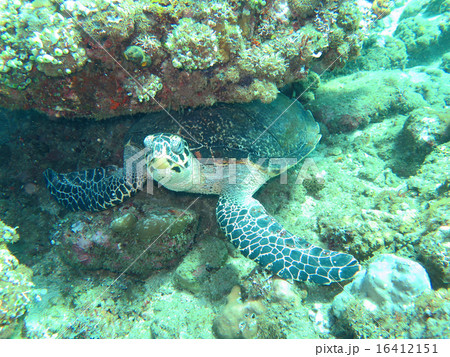 Hawksbill sea turtle current on coral reef Hawksbill sea turtle current on coral reef 16412151