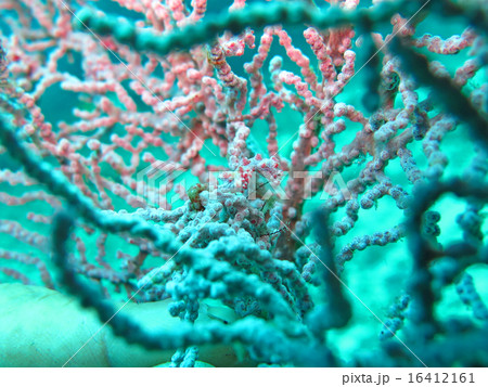 Bargibanti Pygmy Seahorse the smallest 16412161