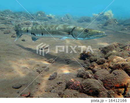 Great Barracuda fish in ocean Bali Great Barracuda fish in ocean Bali 16412166