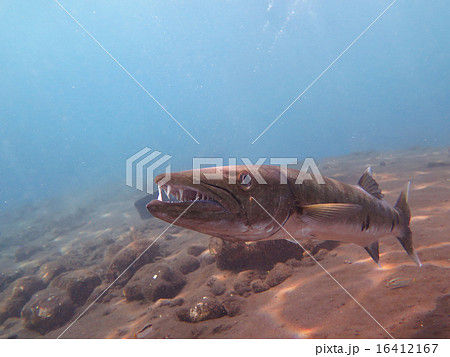 Great Barracuda fish in ocean Bali Great Barracuda fish in ocean Bali 16412167