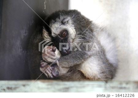 ブラウンキツネザル 16412226