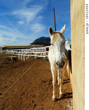 The white horse standing in stable, Spain The white horse standing in stable, Spain 16412404