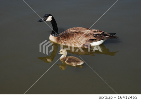 Canada Goose and Gosling swimming on lake Canada Goose and Gosling swimming on lake 16412465