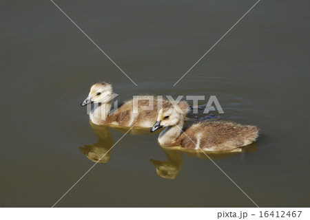 Two Canada Goose gosling swimming on lake 16412467