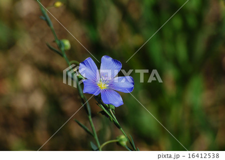 Lewis Blue flax wildflower flower 16412538
