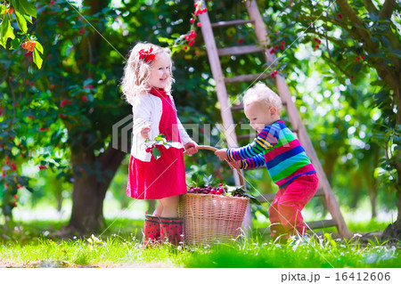 Kids picking cherry on a fruit farm garden 16412606
