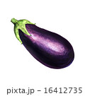 Realistic watercolor illustration eggplant  16412735
