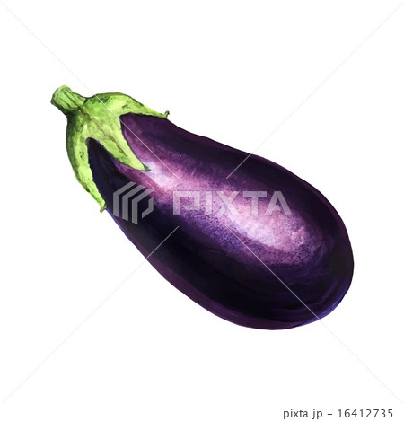 Realistic watercolor illustration eggplant  16412735