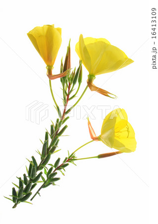 Evening primrose (Oenothera) Evening primrose (Oenothera) 16413109