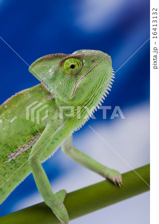 Chameleon on the blue sky, bright vivid exotic Chameleon on the blue sky, bright vivid exotic 16413132