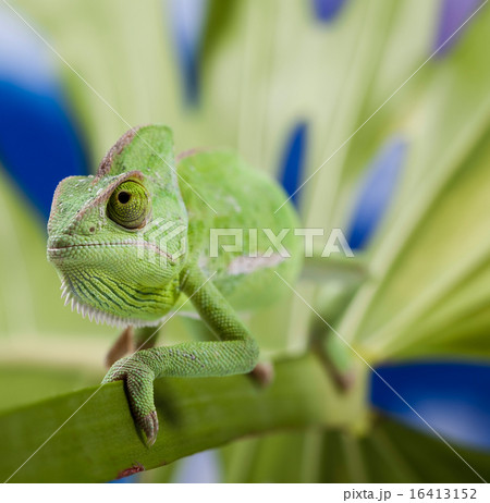 Chameleon on the blue sky, bright vivid exotic Chameleon on the blue sky, bright vivid exotic 16413152