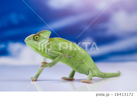 Chameleon on the blue sky, bright vivid exotic  16413172