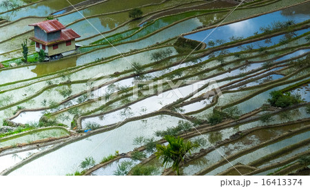 Village houses near rice terraces fields 16413374