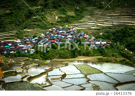 Village houses near rice terraces fields 16413376