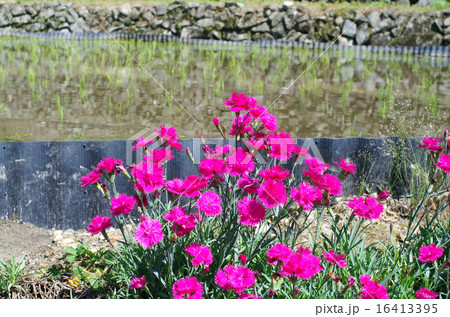 大井谷棚田の畦に咲く花 16413395
