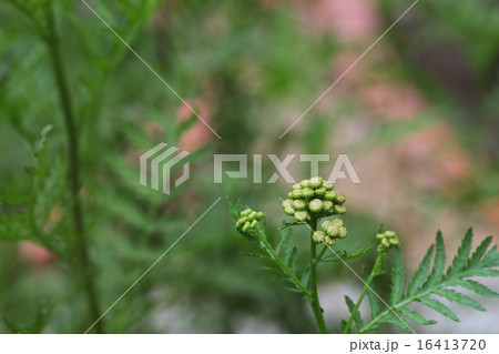 タンジーの花の蕾 タンジーの花の蕾 16413720