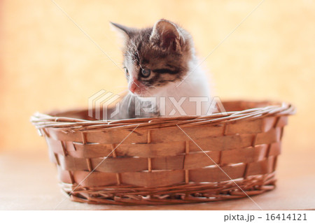 子猫 16414121